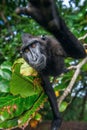 The Celebes crested macaque on the tree. Green natural background. Crested black macaque, Sulawesi crested macaque, or the Royalty Free Stock Photo