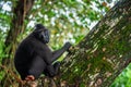 The Celebes crested macaque on the tree. Crested black macaque, Sulawesi crested macaque, or the black ape. Natural habitat. Royalty Free Stock Photo