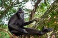 The Celebes crested macaque on the tree. Crested black macaque, Sulawesi crested macaque, or the black ape. Natural habitat. Royalty Free Stock Photo