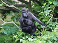 The Celebes crested macaque with young