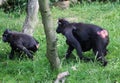 The Celebes crested macaque with young