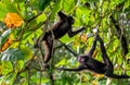 Celebes crested macaques on the tree. Crested black macaque, Sulawesi crested macaque Royalty Free Stock Photo