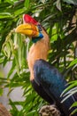Celebes hornbill bird with red horn and yellow orange beak color