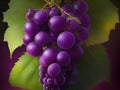 Savor the Beauty of Grapes: Captivating Grape Pictures for Sale