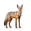 Red fox, Vulpes vulpes, standing isolated on white background Royalty Free Stock Photo