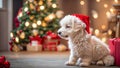 celebrate cute dog wearing santa hat funny looking beautiful