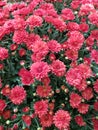 Celebrate Early Fall with Beautiful Red Mums Royalty Free Stock Photo