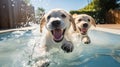 Celebrate National Puppy Day with two Labrador Retriever playful puppies, drenched in sunlight, frolic in a pool. Their Royalty Free Stock Photo