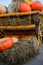 Celebrating autumn harvest festival. Royalty Free Stock Photo