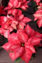 Welcoming sight of bright red and white poinsettia plants on table of home Royalty Free Stock Photo