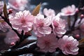 Celebrating nature's ephemeral beauty: the enchanting allure of cherry blossoms in spring, a symphony of pink blooms