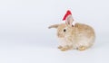 Celebration Christmas new year and easter animal concept. Cuddly little baby brown rabbit bunny wear red santa hat on hair with Royalty Free Stock Photo