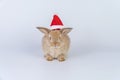 Celebration Christmas new year and easter animal concept. Cuddly little baby brown rabbit bunny wear red santa hat on hair with Royalty Free Stock Photo