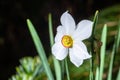 Celebration of life, white narcissus in spring over blurred nature background