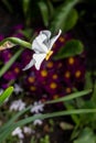 Celebration of life, white narcissus in spring over blurred nature background