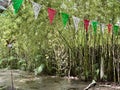 Celebration pennants in three colors in the middle of the jungle with tall, leafy plants Royalty Free Stock Photo