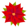 Celebration poinsettia icon, cartoon style