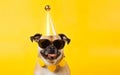 Celebration poster. Cute dog in party hat and sunglasses over yellow background. AI Generative Royalty Free Stock Photo