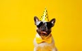 Celebration poster. Cute dog in party hat and sunglasses over yellow background. AI Generative Royalty Free Stock Photo