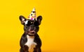 Celebration poster. Cute French bulldog in party hat and sunglasses over yellow background. AI Generative Royalty Free Stock Photo
