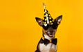 Celebration poster. Cute dog in party hat and sunglasses over yellow background. AI Generative Royalty Free Stock Photo