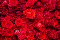 Celebratory background of beautiful red roses