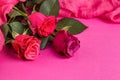 Celebratory background of roses lying on a pink surface