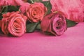Celebratory background of roses lying on a pink surface