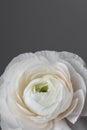 White ranunculus flower on a gray background Royalty Free Stock Photo