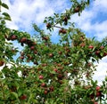 Celebrating Fall with Apples in New England Royalty Free Stock Photo