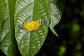 Celerena signata moth hanging under leaf Royalty Free Stock Photo