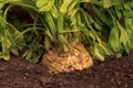 Celeriac or celery root in ground in vegetable garden