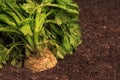 Celeriac or celery root in ground in vegetable garden