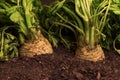 Celeriac or celery root in ground in vegetable garden Royalty Free Stock Photo
