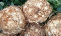 Celeriac or celery root, knob celery and turnip-rooted celery