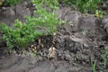 Celeriac on the Edge of a Field