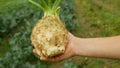 Celeriac field celery farm bio Apium graveolens rapaceum detail hand root knob celery close-up leaves leaf turnip-rooted