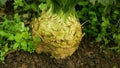 Celeriac field celery farm bio Apium graveolens rapaceum detail root knob celery close-up leaves leaf turnip-rooted