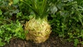 Celeriac field farm bio Apium graveolens rapaceum detail root knob celery close-up leaves leaf turnip-rooted celery