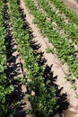 Celeriac growing in field