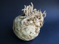 Celeriac isolated on black