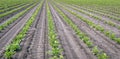 Celeriac plants recently planted Royalty Free Stock Photo