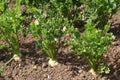 Celeriac. Turnip-rooted celery. Knob celery. Celery root