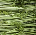 Celeries Royalty Free Stock Photo