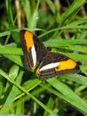 Celerio Sister butterfly on grass with open wings