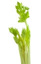 Celery Royalty Free Stock Photo