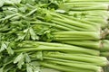 Celery Royalty Free Stock Photo