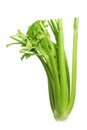 Celery Royalty Free Stock Photo