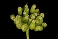 Celery (Apium graveolens). Immature Inructescence Closeup Royalty Free Stock Photo