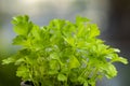 Fresh organic celery Apium graveolens plants.